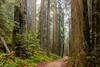 Redwood forest with a road running through
